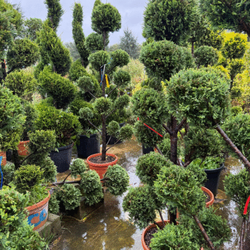 Achat-d-arbustes-taille-en-nuage-et-topiaire-vente-pépinière