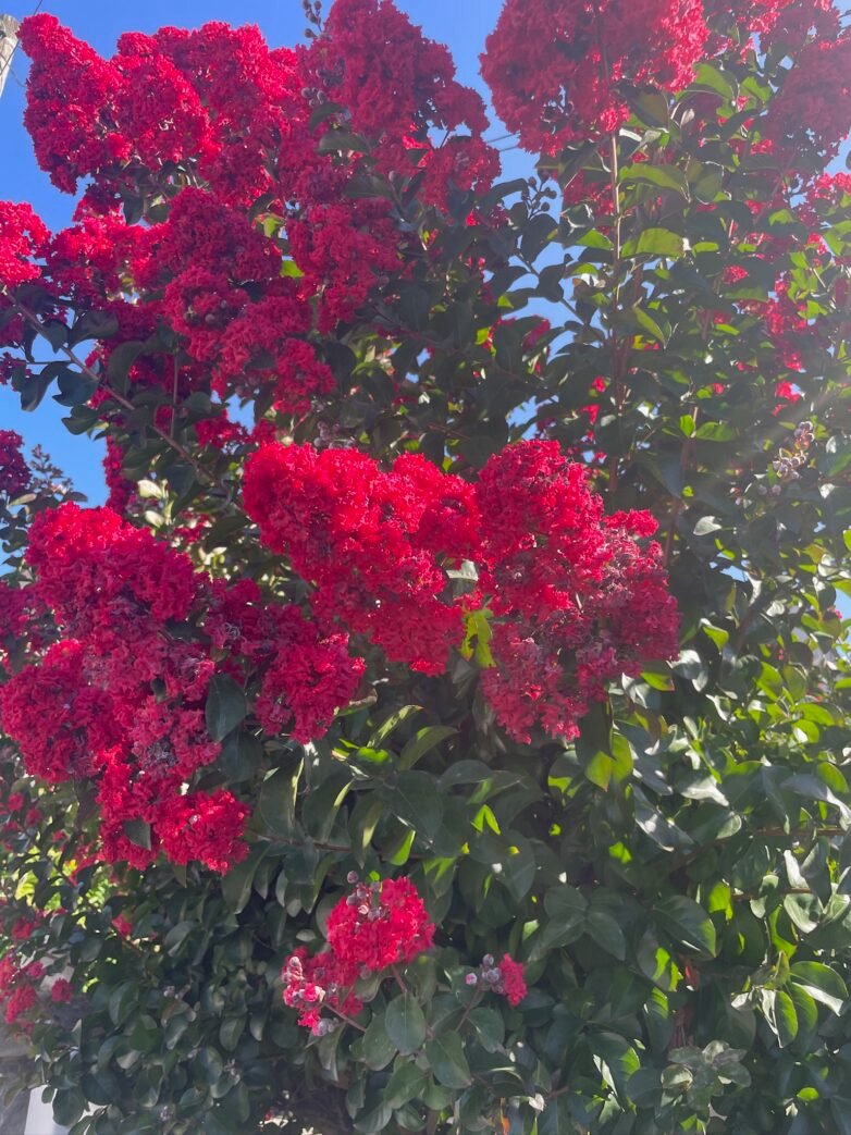 C77A931D-F3BA-45FA-9E26-C21D9452ACD6