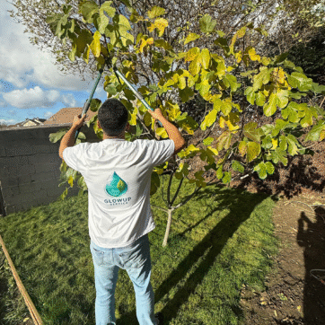 Taille-et-élagage-professionnel-d'arbre-fruitier--Service-d'entretien-de-jardin-par-GlowUp-Service